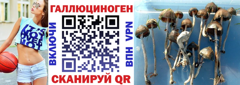 купить   Свирск  Галлюциногенные грибы ЛСД 